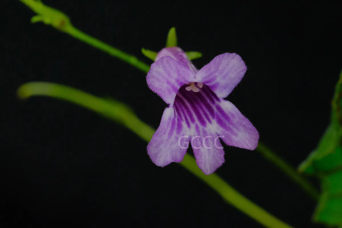 New Research Results from China in 2021(6)