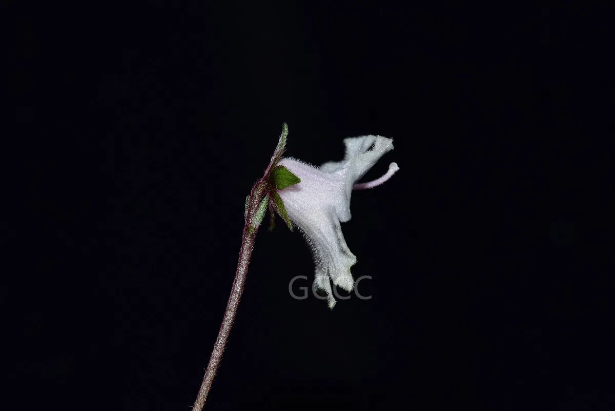 Four species of the Gesneriaceae are listed to the National Key Protected Wild Plants for Conservation