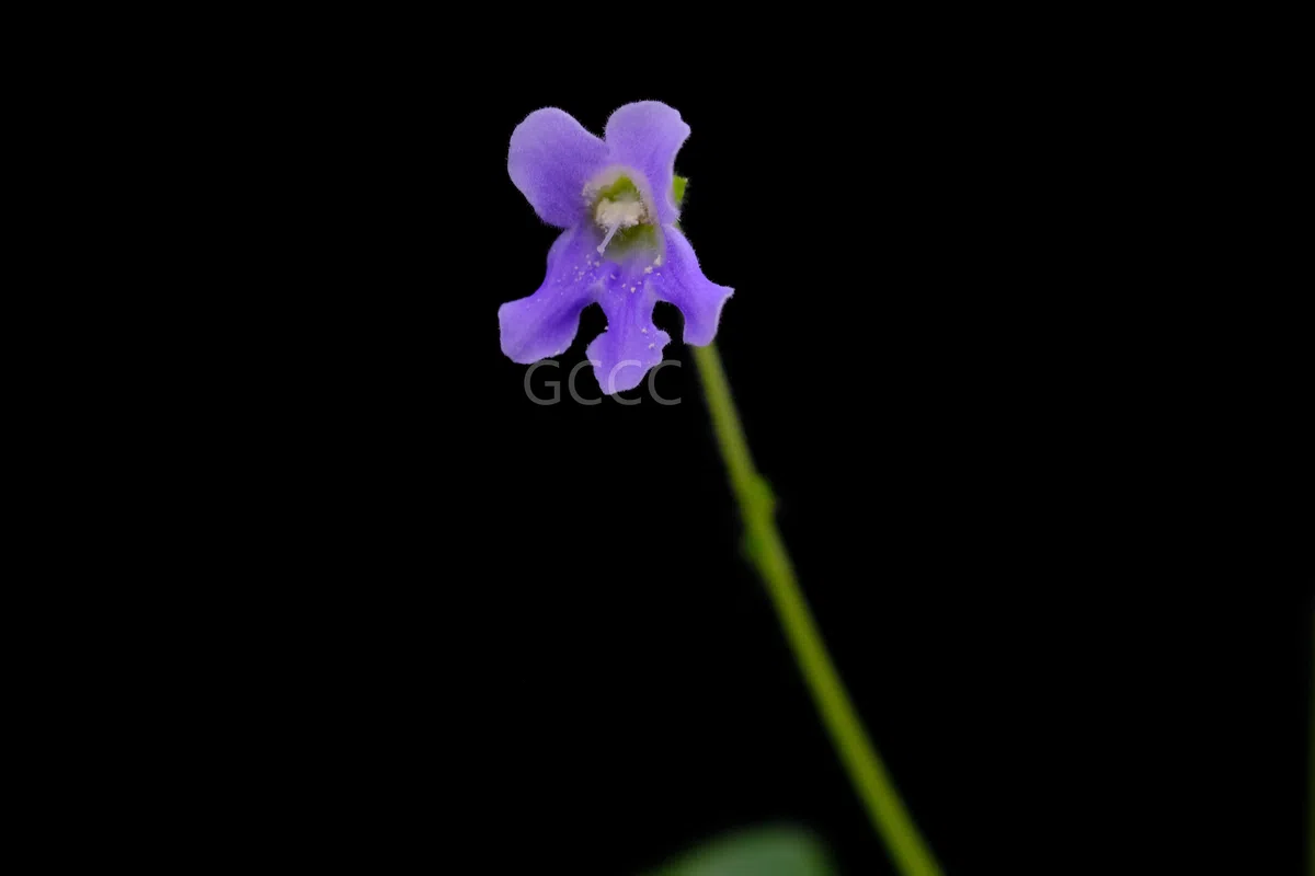 Four species of the Gesneriaceae are listed to the National Key Protected Wild Plants for Conservation