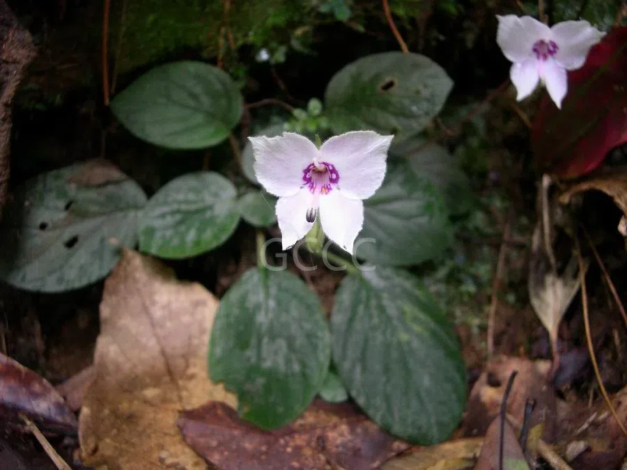 Four species of the Gesneriaceae are listed to the National Key Protected Wild Plants for Conservation