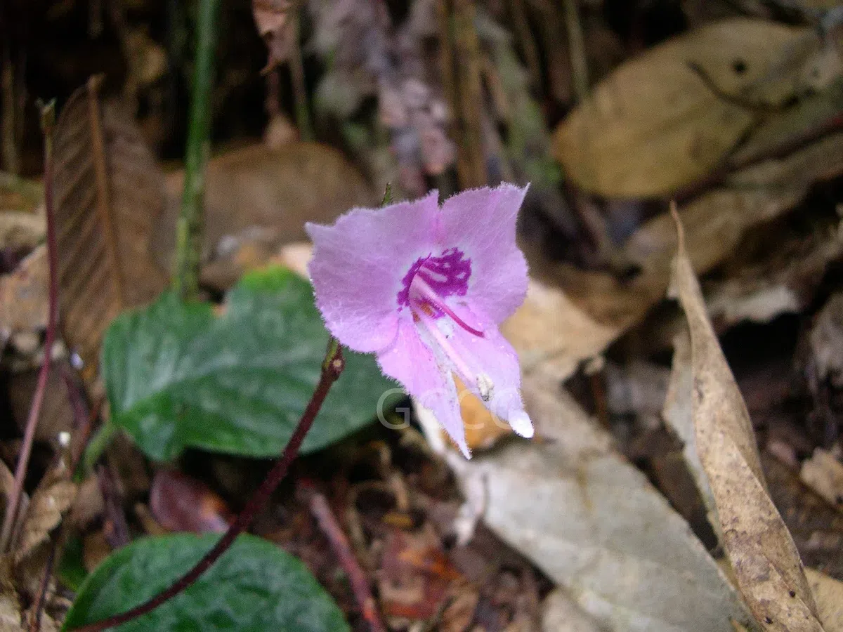 Four species of the Gesneriaceae are listed to the National Key Protected Wild Plants for Conservation