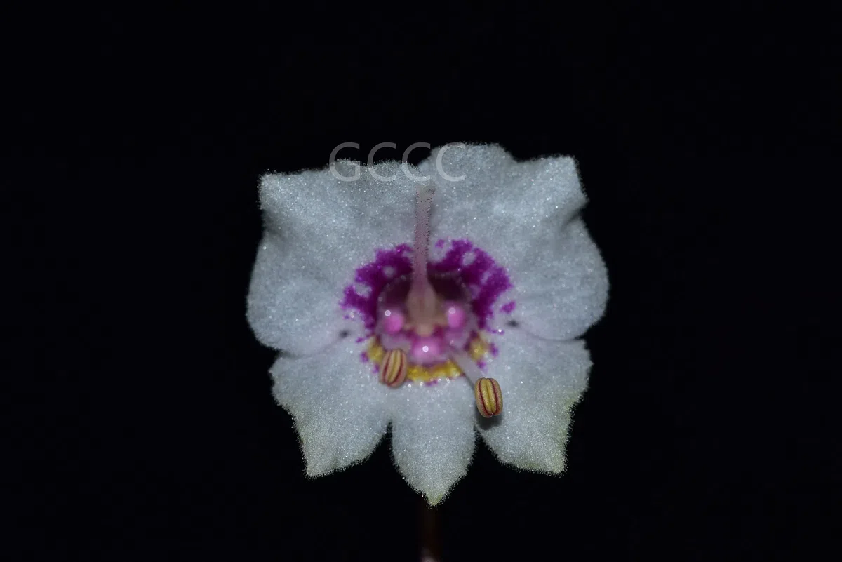 Four species of the Gesneriaceae are listed to the National Key Protected Wild Plants for Conservation