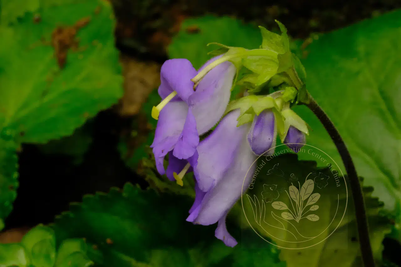 Damrongia clarkeana (Hemsl.) C.Puglisi 