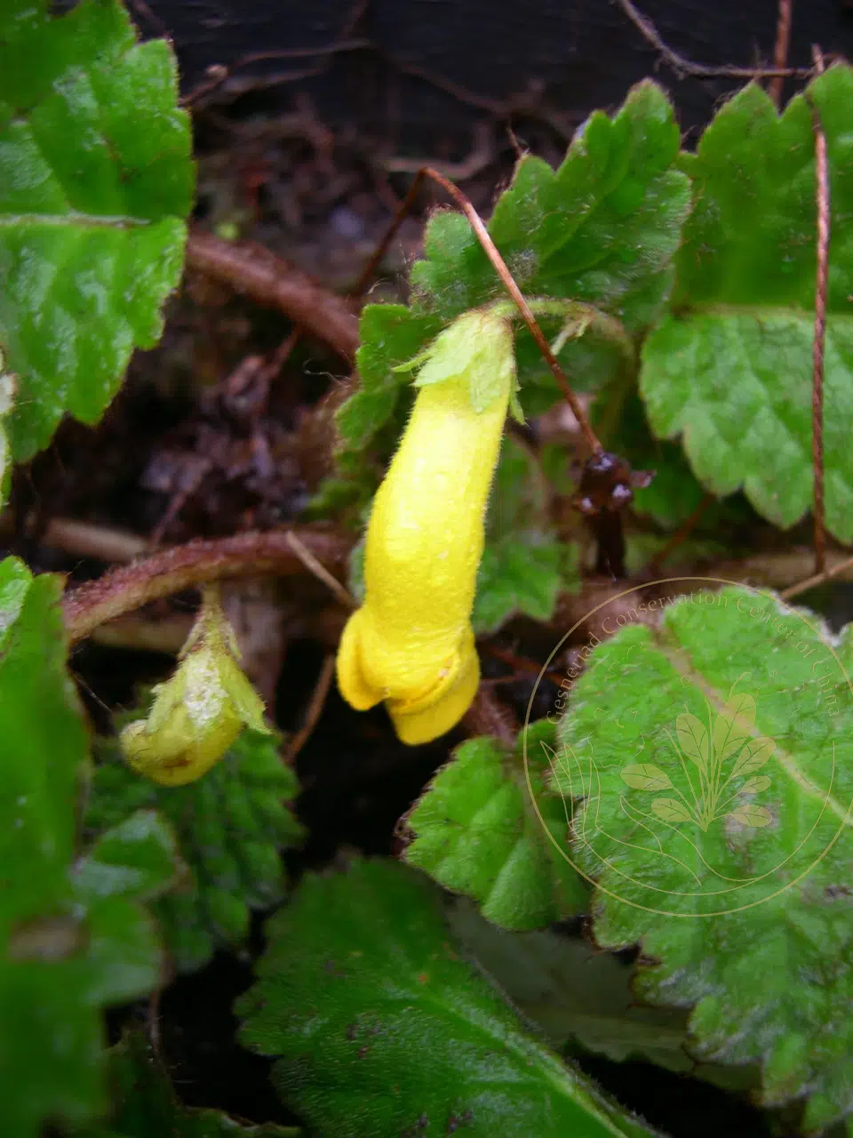 Oreocharis convexa (Craib) Mich.Möller & A.Weber