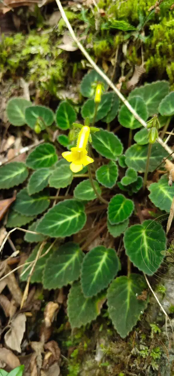 卵心叶马铃苣苔