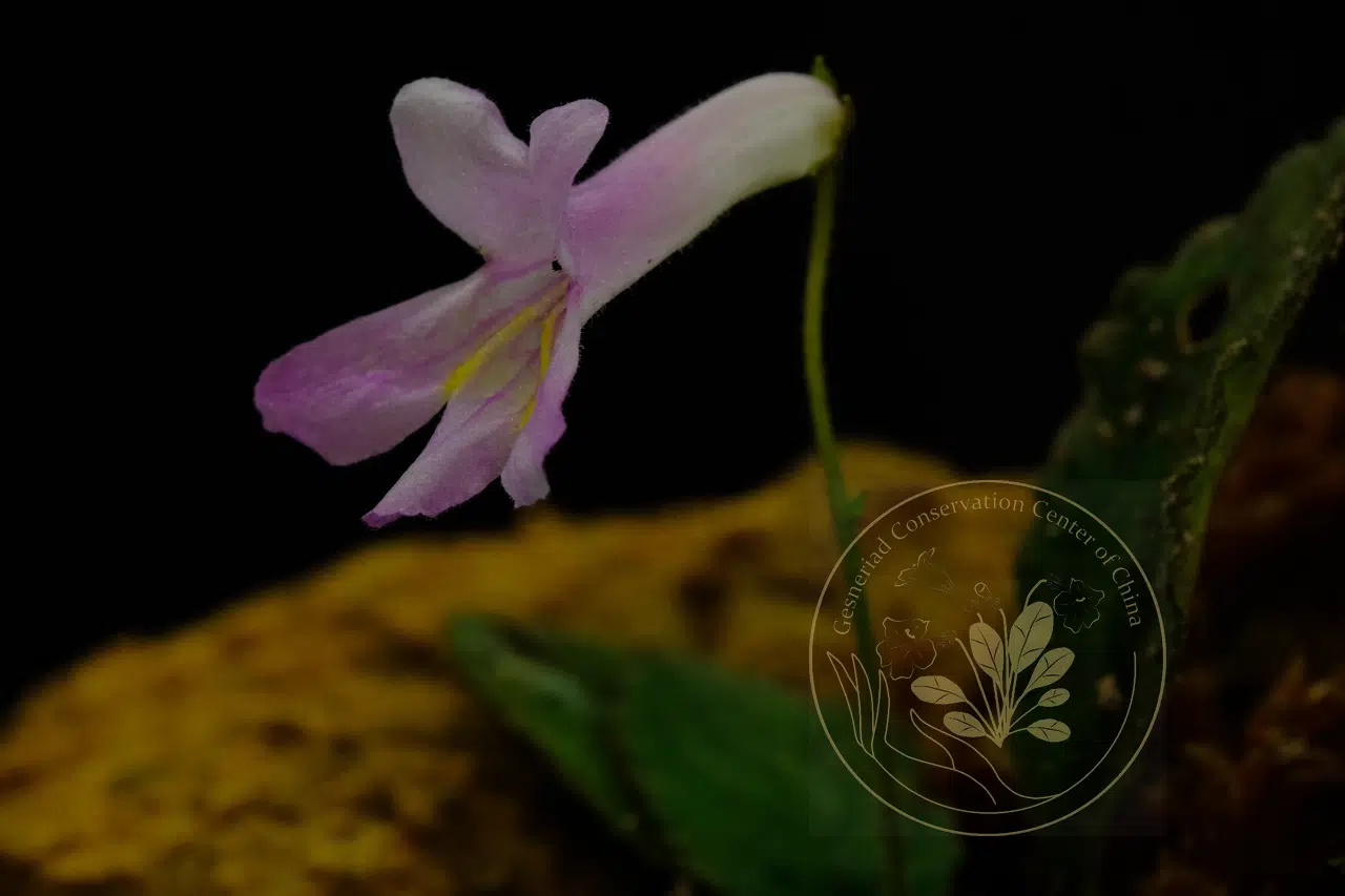 Oreocharis purpurata B.Pan, M.Q.Han & Yan Liu