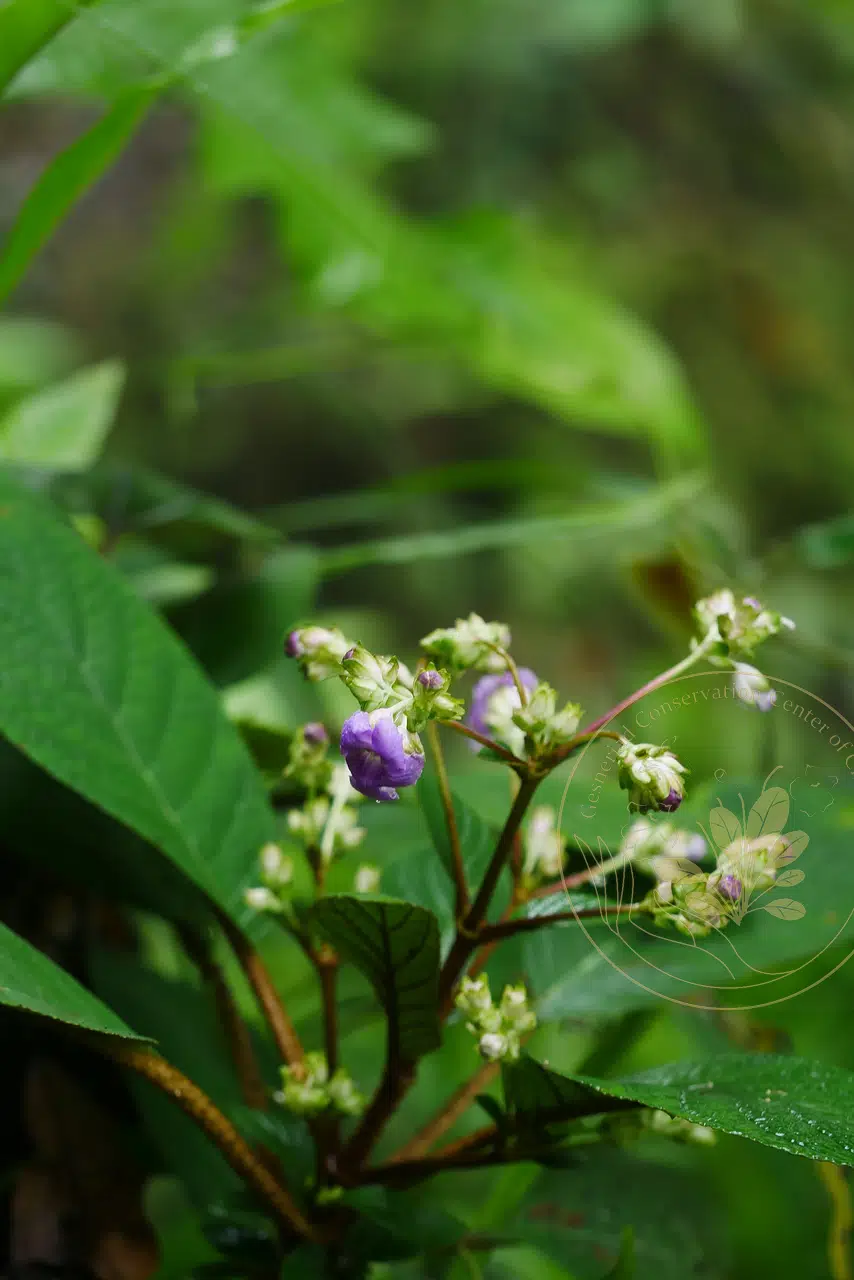 Paraboea martinii (H. Lév. & Vaniot) B.L. Burtt
